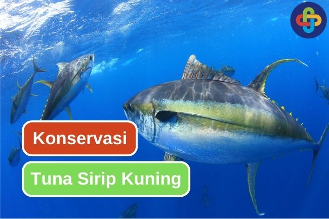 Status Konservasi Tuna Sirip Kuning